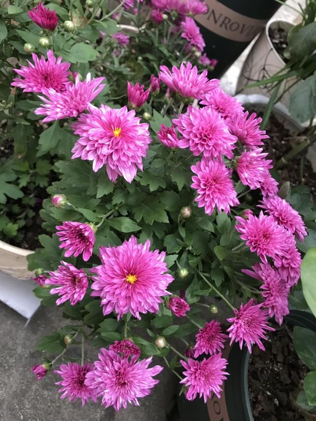  「开花越多」3种花，夏天一到就开爆，盆盆开花上千朵
