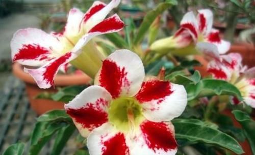  「花香」家养这几款花，好看好养颜值高，轻盈飘逸，花香沁人心脾，美