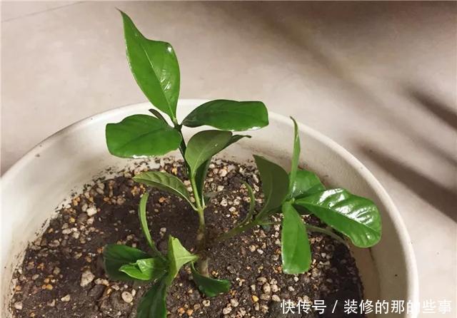 『执着的花盲』养花技巧:这5种花现在扦插,下个月就开花,千万别错过时机!
