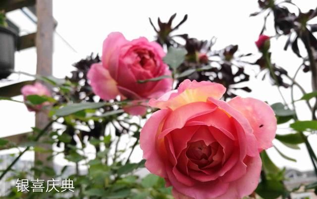  『此种』此种观赏花卉，比切花玫瑰漂亮，花香浓郁，四季都开花，还很好养