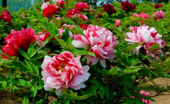 『植物』4种花不适合阳台养,有个大院子,才能养得好看!