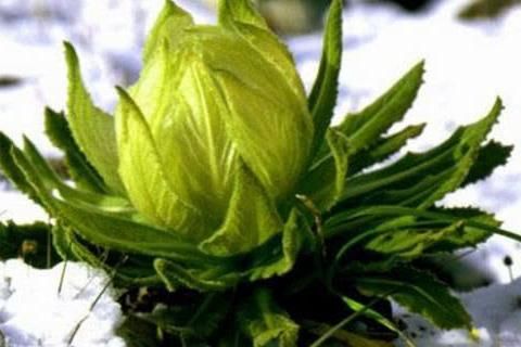 游客西藏登山遇一种“莲花”，不能随意摘，驴友：摘了走不了