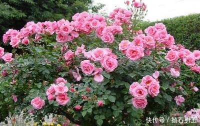 『提高』阳台空着就养此花,好养易爆盆,关键长得也快,泡水还能提高免疫