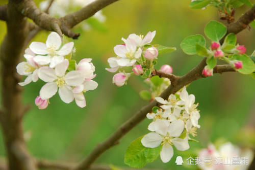  花儿■梨花、苹果花、樱桃花，这些盛开在春天的白花，您能分得清吗？