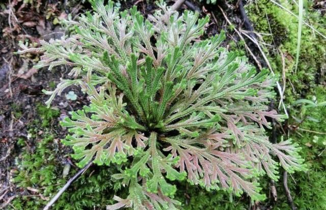  崖边|崖边的一种“野草”叫“紫花地丁”，拔掉一根少一根，很珍