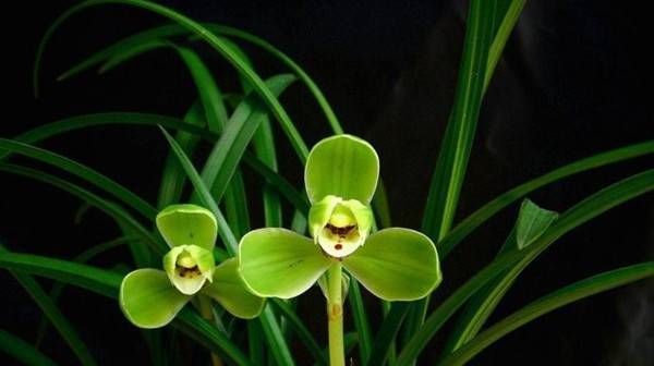 『关东』喜欢菊花，那就养盆优良名菊“关东大侠”，花开爆盆成花海！美