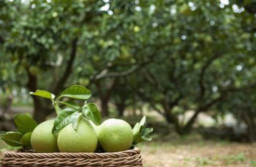 这位果农每年投入200万元进行科学种植管理，把柚子种出了财富