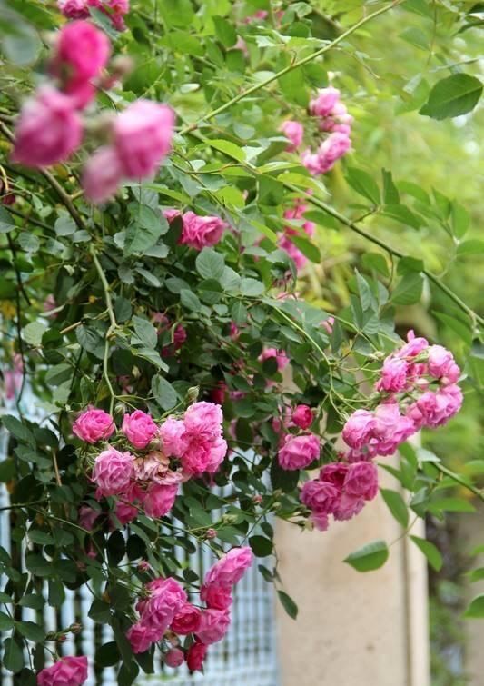 「植物」有院子养“2种花”,一枝窜到3米高,开花多又香,美到惊艳