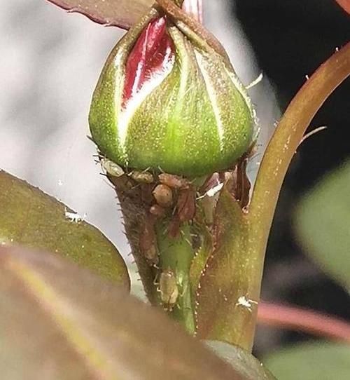  [白药]月季花遭殃了，被蚜虫大军包围，“小白药”伺候上，统统杀光光