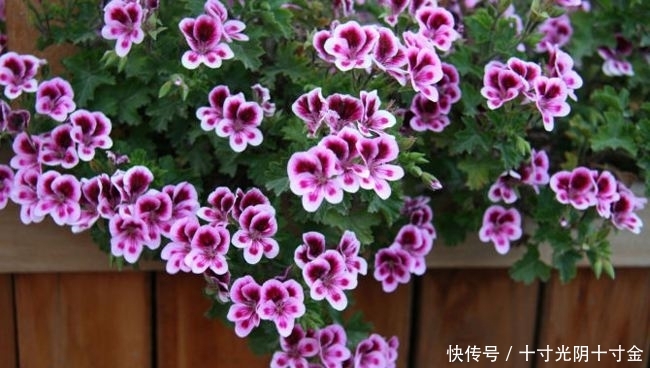 「养花」最受欢迎的几种花,开花一片片,越晒长的越旺,娇艳美丽!