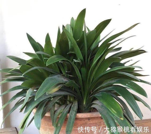  「大缸养」农村淘汰的大水缸，种上月季绣球君子兰，开花刹不住，变成大土豪！