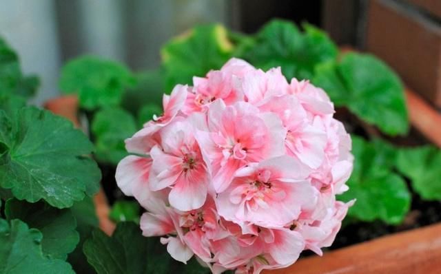  漂亮：3种花非常漂亮，花大色艳四季开花，好养易活不操心，谁养谁喜欢