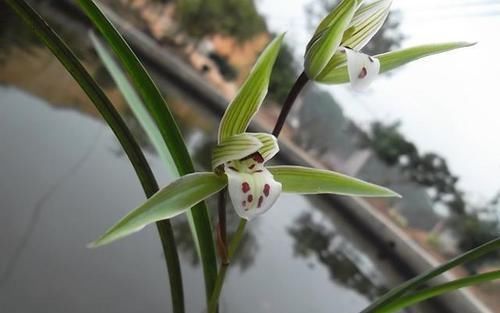  优点■集众多优点于一身的兰花，花型飘逸，香味顶级，即可赏叶也能观花