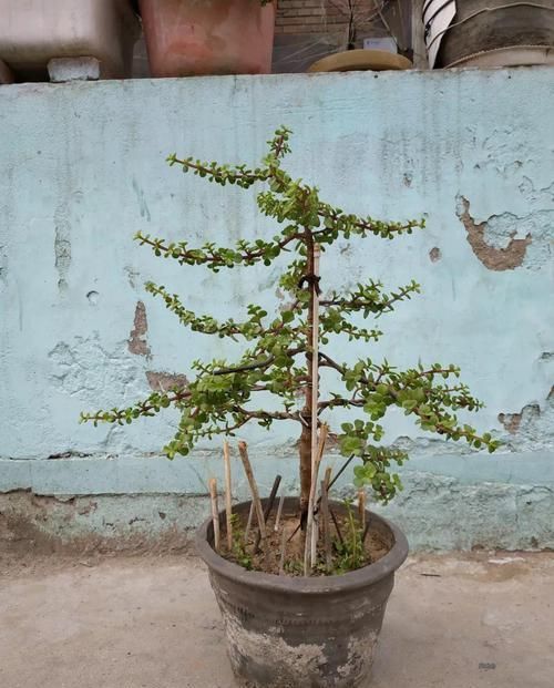  「好处」茶花洗根后僵苗大半年应该怎么办？尽量的通风对小苗有好处