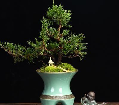  「值得」推荐这几款花卉，开花超级香，花朵开出仙气满满，值得拥有