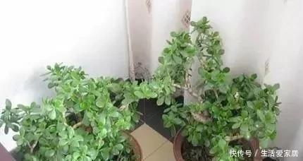 随便|这“6种花”客厅随便养2盆,养人“旺财”还镇宅,越有钱越爱养