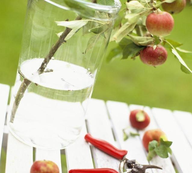 水像|柳树下捡点树枝,泡成水像植物的“兴奋剂”,喷一点就茁壮成长