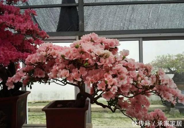  保活：养花小技巧：养花全靠1句话，100%保活！