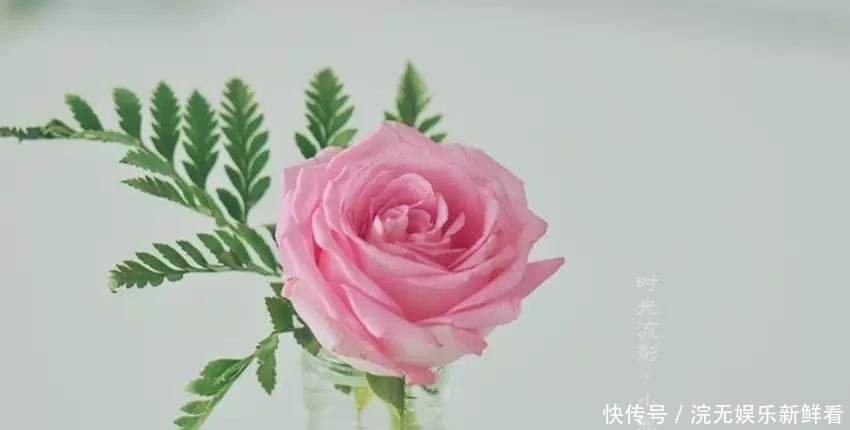 『插素』「淡淡清欢」素心素手插素花