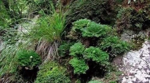  【花钱】山上一种植物，是盆栽佳品，懂花的人见到就挖，省下买花钱