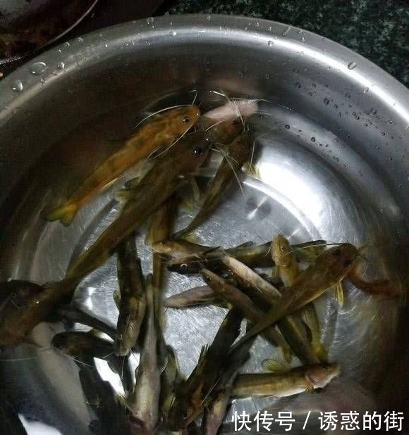 深山|深山钓鱼野物成精,碰到几米长掠食者,网友:还不快逃?
