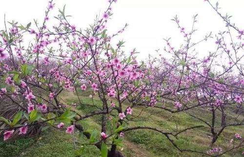 花开成海！再过一周重庆将美翻全国，14处美景玩转这个春天！