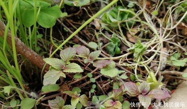  [竟然]这两种野草和配菜，在花盆都能长得很茂盛，竟然浑身是宝