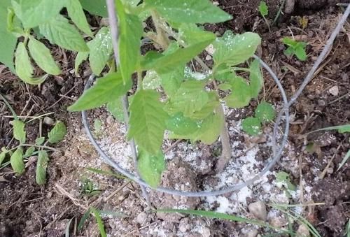  好处：七水硫酸镁用来养花的几大好处，避免叶黄，让植物移栽更轻松