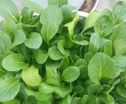  『种菜』这8种菜，随便种1盆在阳台，再也不用去菜市场买菜了