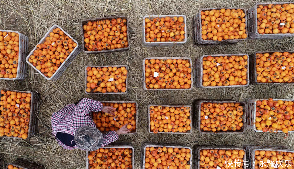 农村老媪打工给柿子削皮，削一斤1毛钱，一天削300斤挣30元