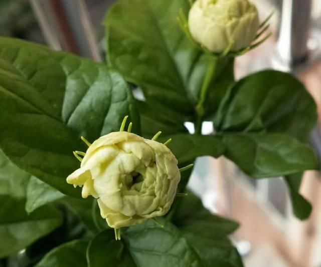『盆土』茉莉花养护的四个关键点,修剪施肥有妙招,枝繁叶茂开花爆盆