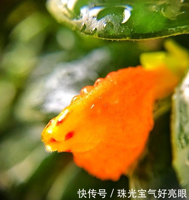 「绿萝」最耐阴的植物,不仅花美,还可以室内养殖,是时候告别绿萝吊兰了