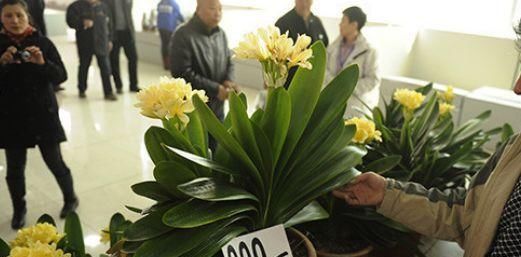 「花钱买」这种“天价”植物,不用花钱买,仅用“一片叶”,能养出好几盆!