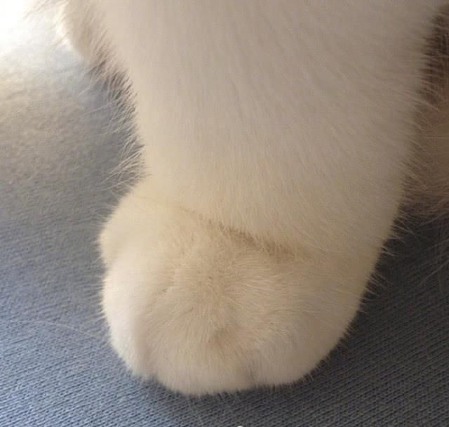  『余生』养着这样一只白白的小猫仔，粉粉的肉垫垫，萌爪爪，度过余生
