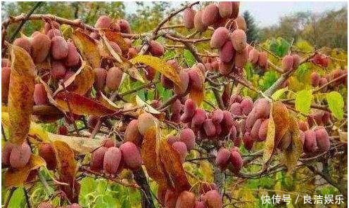  「玉米」拜拜了“玉米”,此果树一夜爆红,村民抢着种,大叔年收入