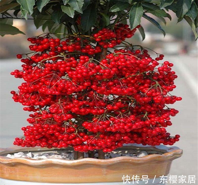 哪几种:4种花,是“旺运花”,大户人家都在养,你在养哪几种?