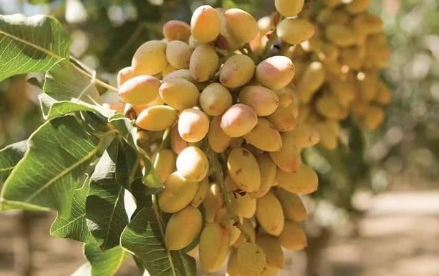  『市场上』种植6年才结果，头两年亩产低至个位数，却仍然有人抢着买苗