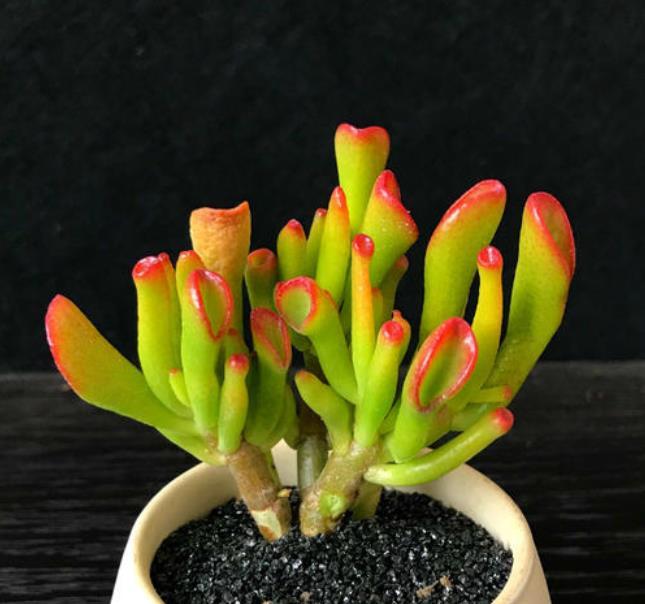『筒叶花』新手养花,不如养观赏精品:筒叶花月,精巧奇特,闪闪惹人爱