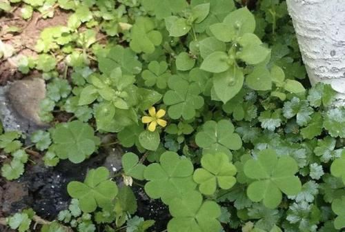 「草本植物」在阴湿的田野里,生长着1种“酸酸草”,根茎像“白萝卜”,珍贵