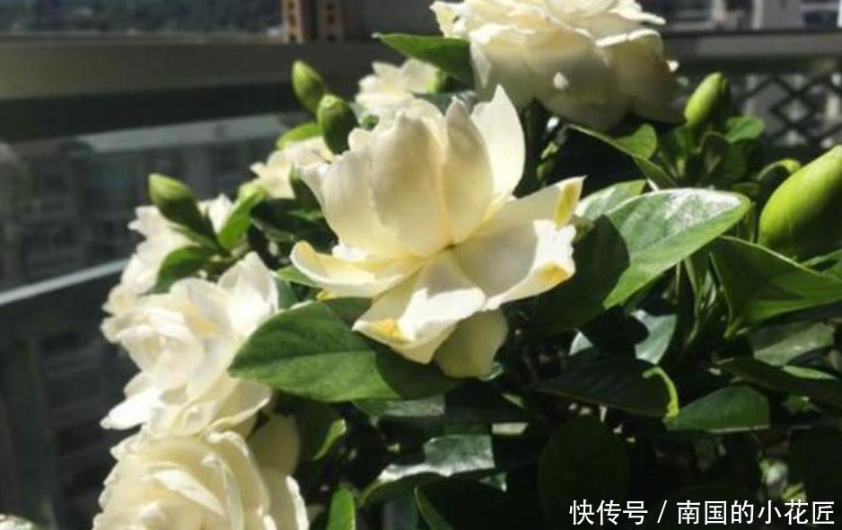 【栀子花】栀子花开完花,养护分“3步”,植株健壮新芽多,来年照样开满花