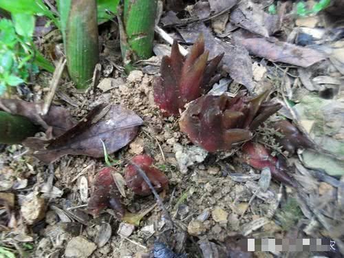  「种植阳荷」种一次可收三年，产量一年比一年大，市场5元一斤，