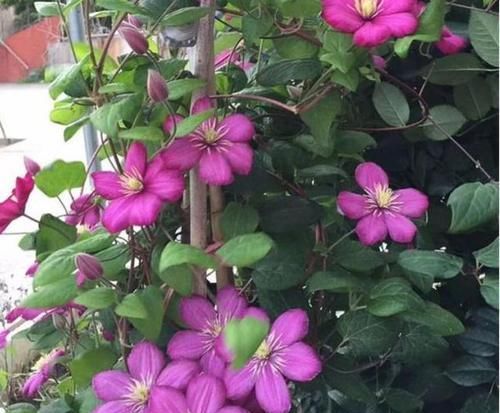 栽培@此观花植物,花期长达6个月,花好看、易栽培,比月季、长寿花强