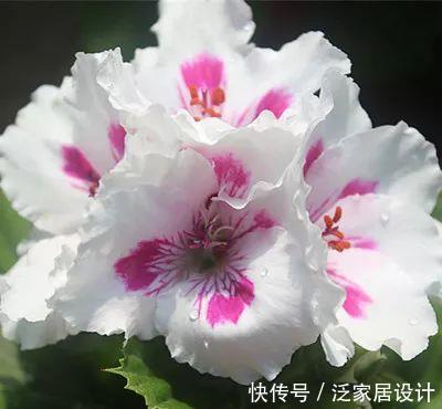  每种■110种天竺葵，每种都超美，看看你认识多少种？