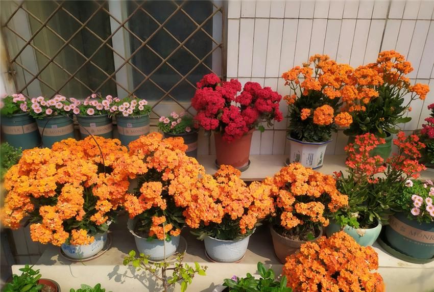  『到充足』养长寿花，做好“3防”，长寿花连年爆花不停歇，花期长达180天！
