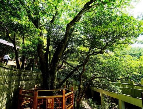  老外■中国最珍稀的一棵树，全世界仅此一棵，老外想看只能来中