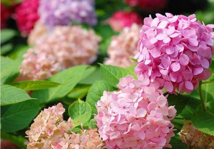 #家里#家里养这“5款花”,开花一茬茬停不下,花朵美丽鲜艳,娇艳欲滴