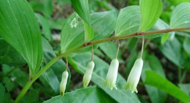 农村深山有这么一种珍贵的野草，药用价值非常高，你们见过吗？