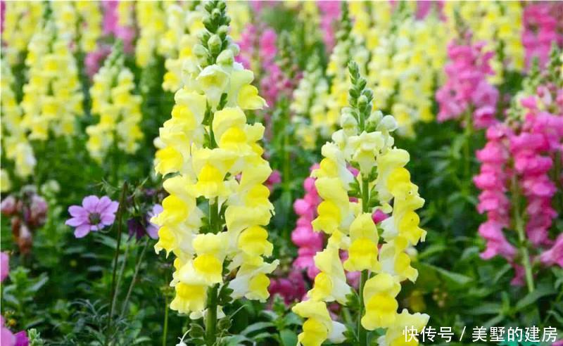 「漂亮」喜欢在家中养护漂亮的花花,就选择3种花卉,花型漂亮,高雅美丽