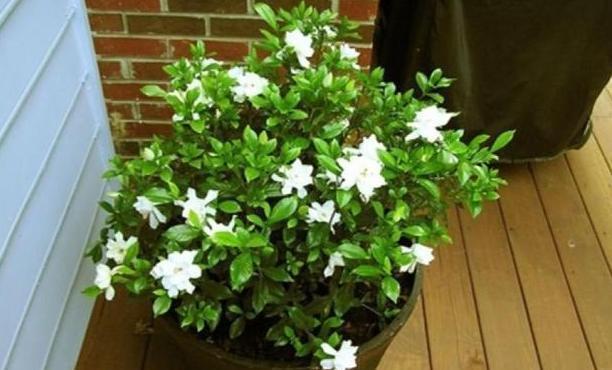 栀子花|北方盆栽栀子花,喜欢盲花、哑花?注意2点,6月砰砰开花