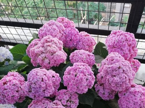  『扦插』绿植控养花基本不用花钱，一个矿泉水瓶子就可以繁殖想要的花花